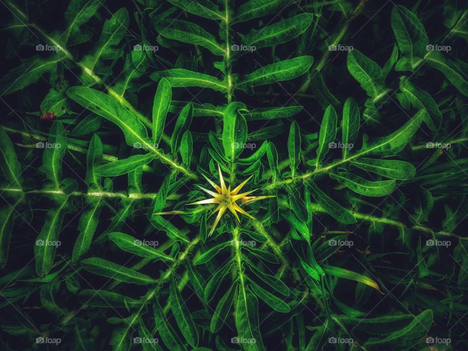 flowering thorny plant with a sharp star flower in the center