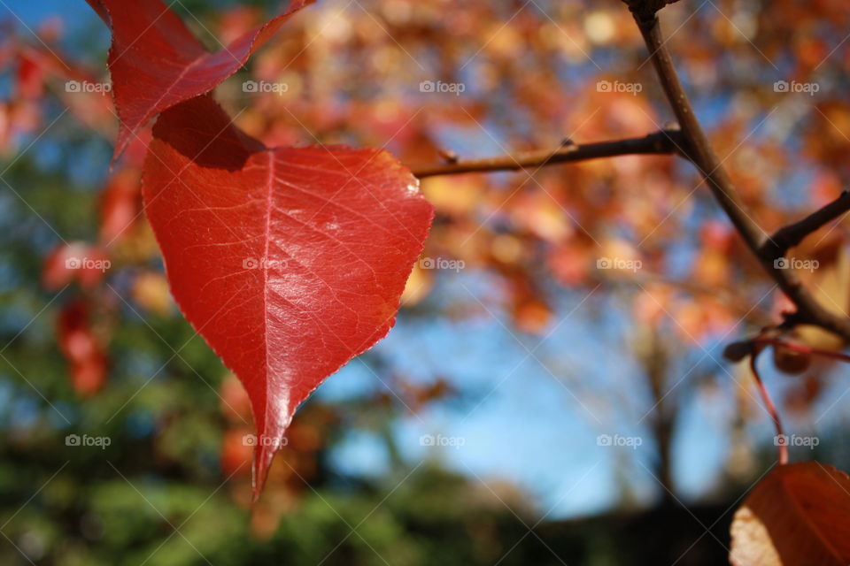 Red leaves 🍁 