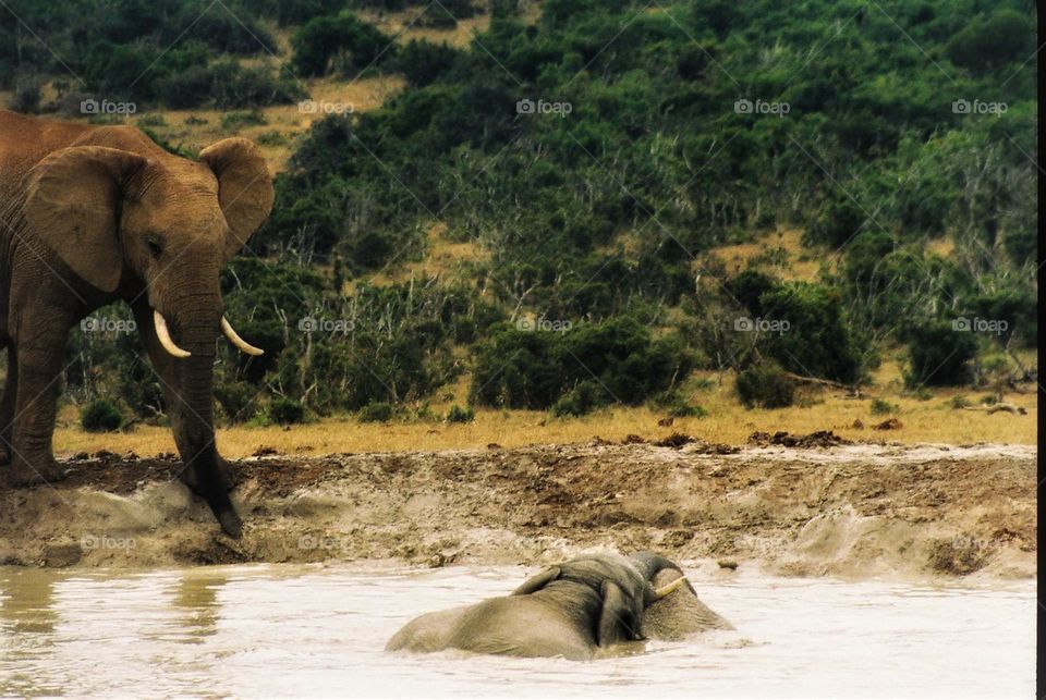 Elephant pool party. Addo national park. South Africa.