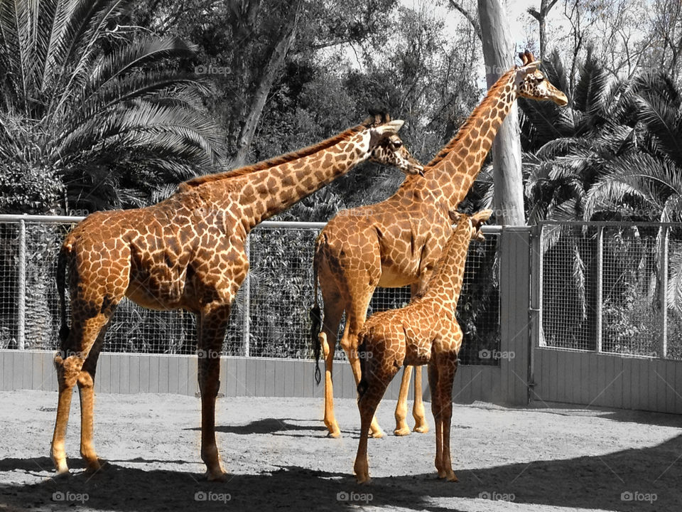 Giraffe Family
San Diego Zoo