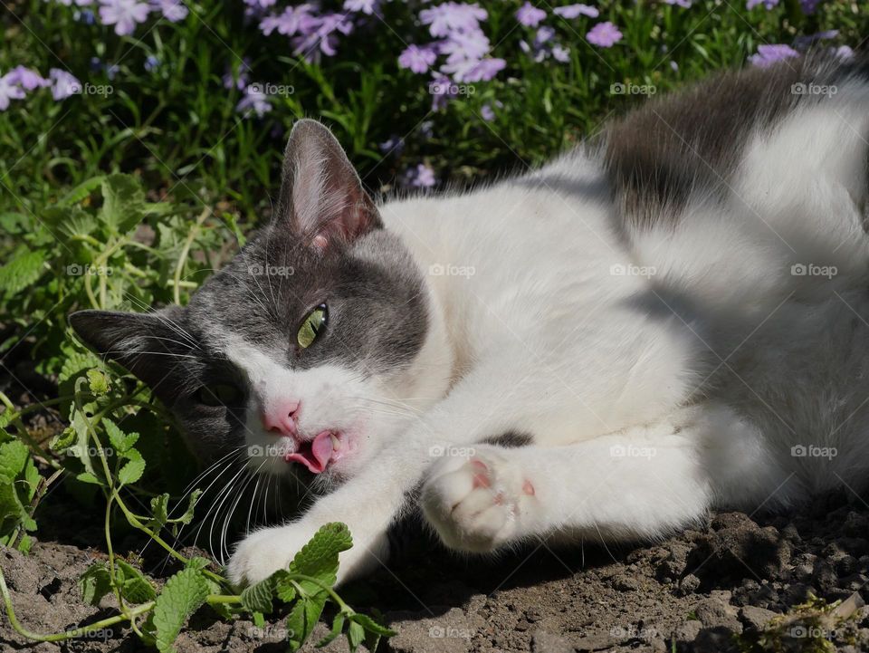 Catnip bath