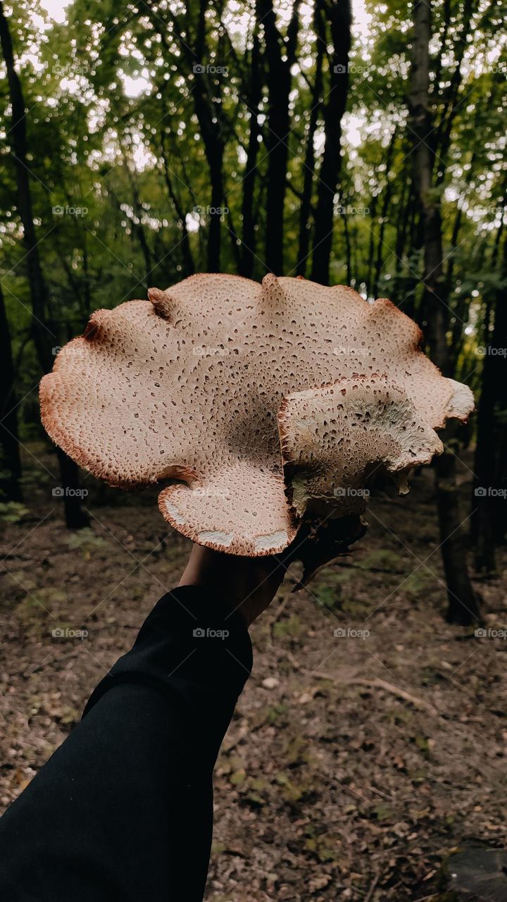 Giant wild mushroom Dryad’s saddle, Pheasant’s back mushroom, scaly polypore, Polyporus squamosus, Cerioporus squamosus in hand. Forager, forest findings