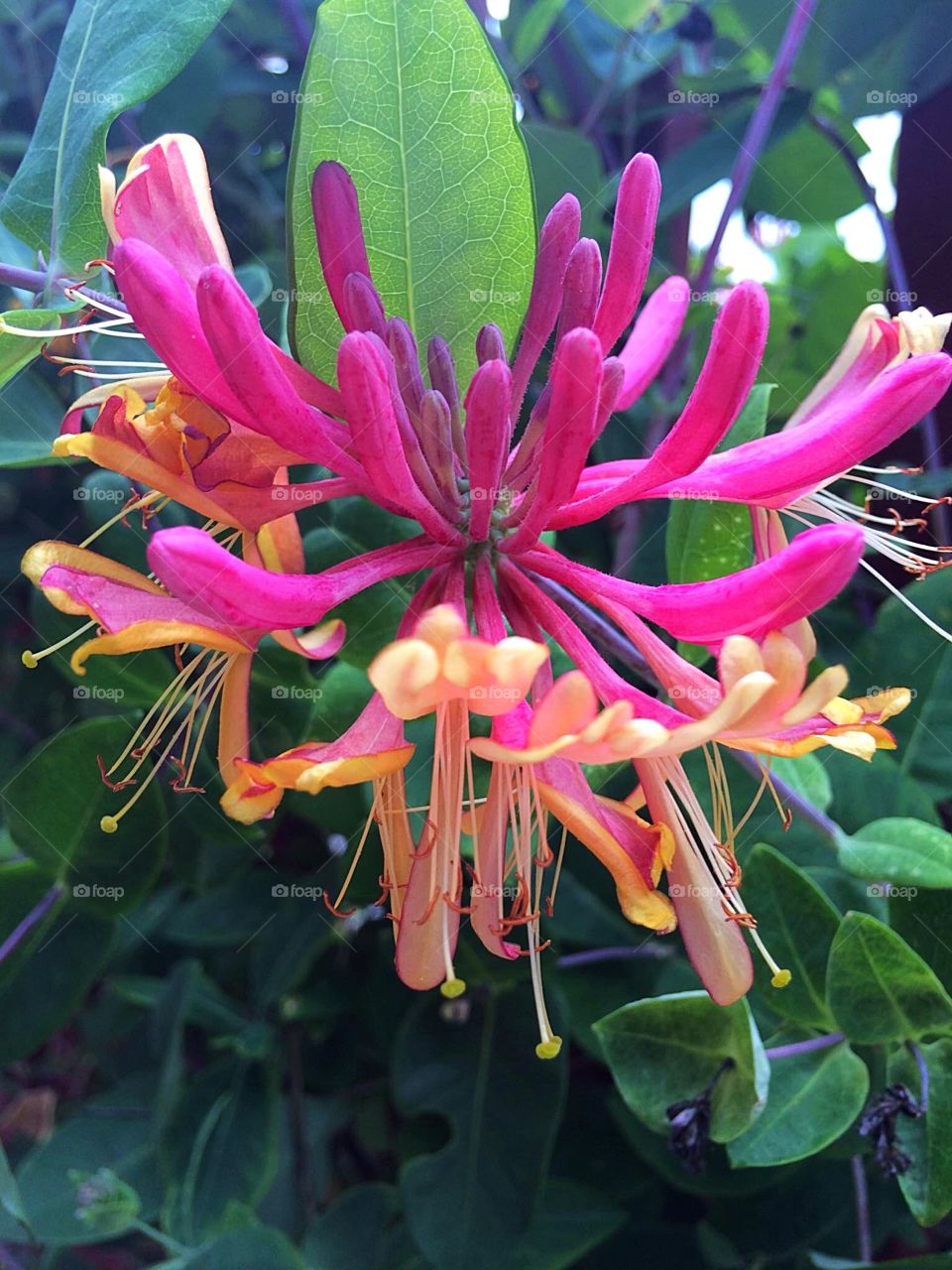 Honeysuckle 