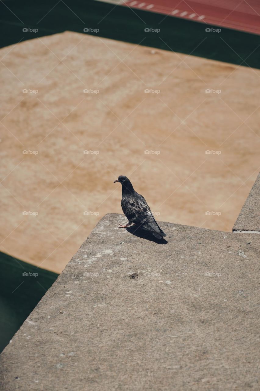 NYC pigeon