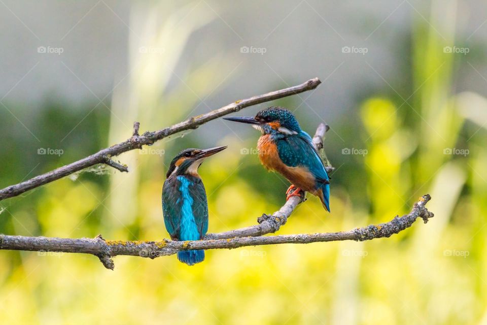 Great shot of two Kingfishers perched on a branch. All proceeds go towards the conservation of endangered species.