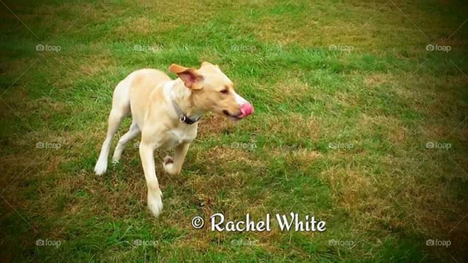 Puppy caught in action