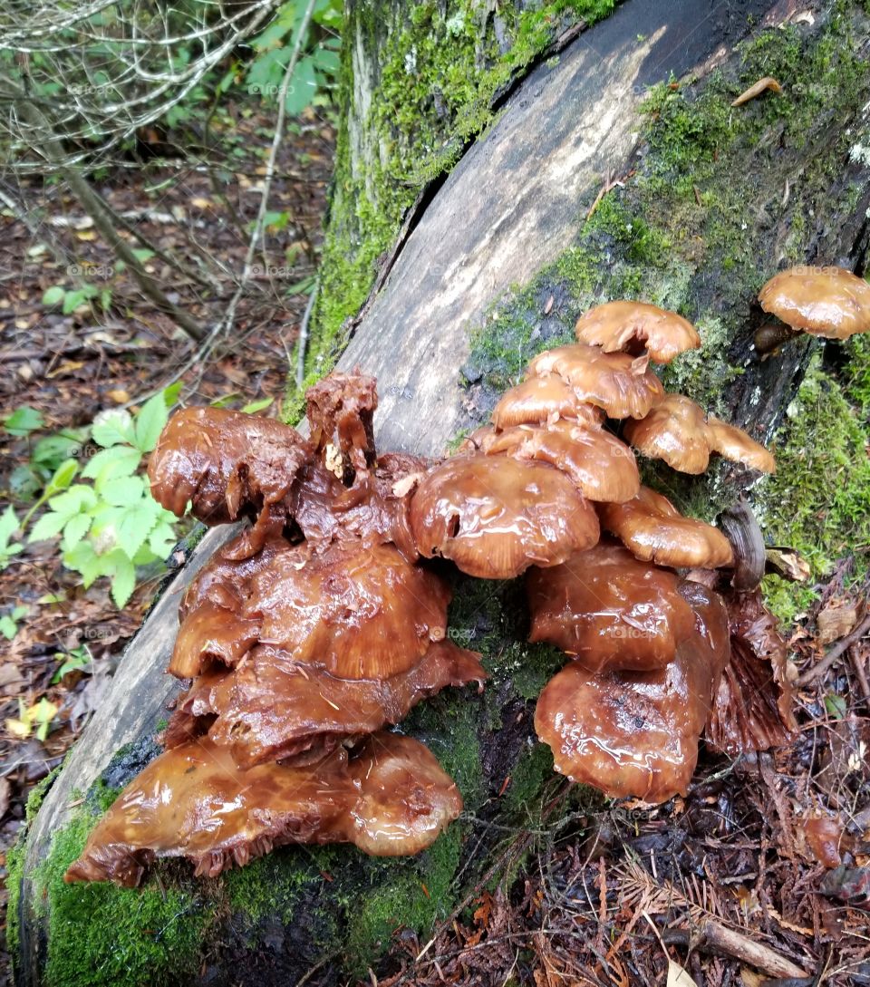 mushrooms growing on a downed tree.