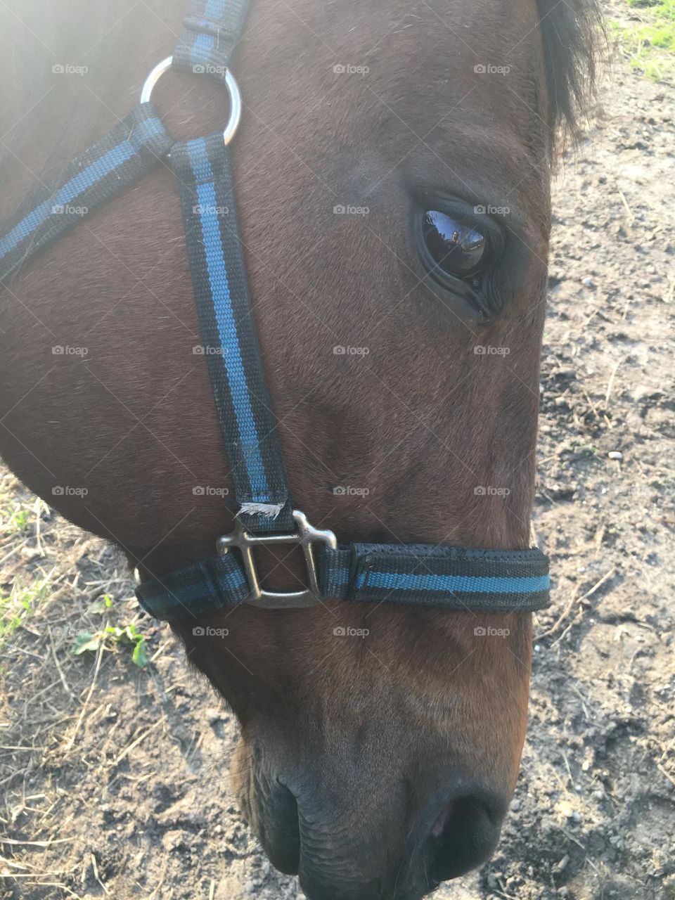 Eye Of A Horse
