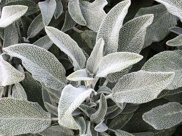 Sage