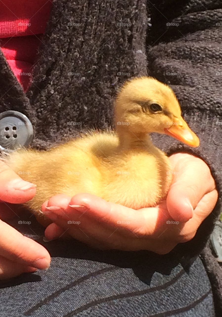 Duckling in hand