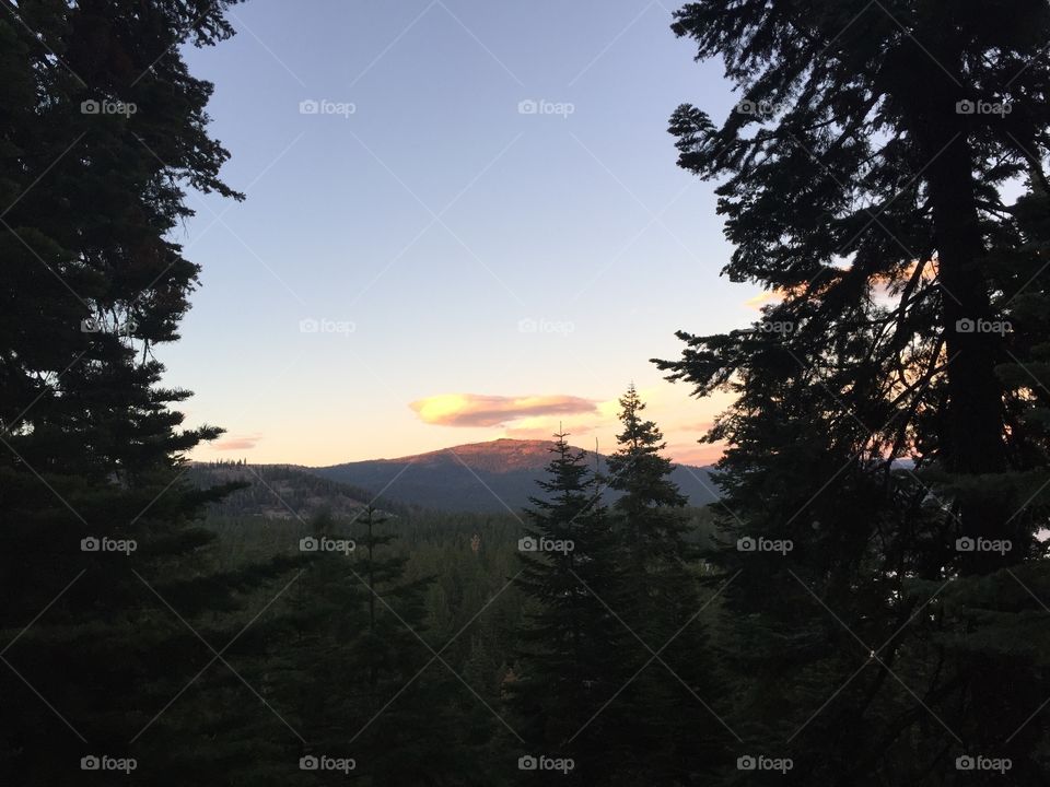 Silhouette of trees during sunset