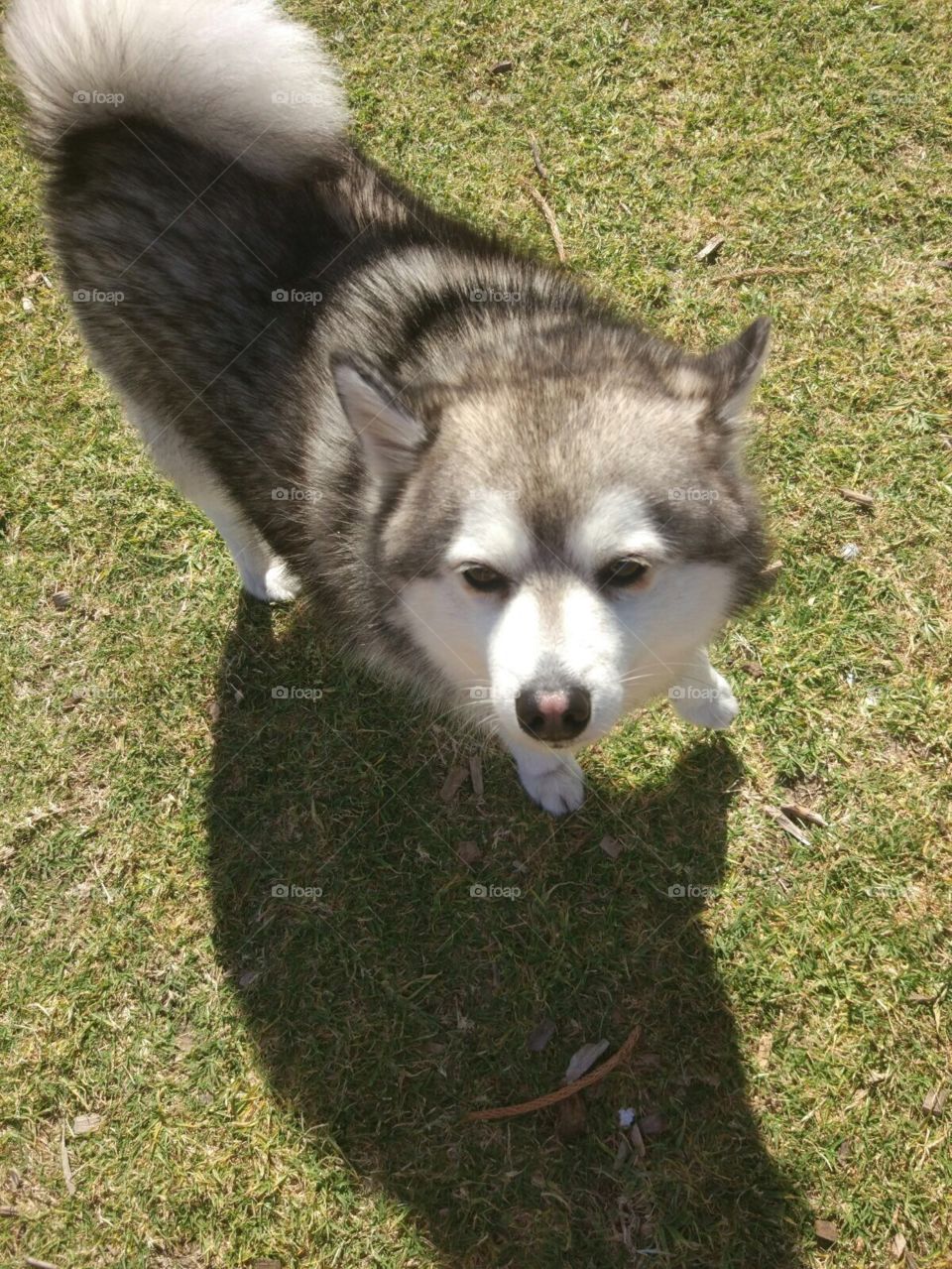 Cute dog at the park