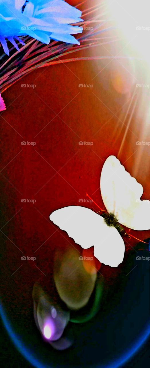 clash of color white butterfly and blue flower against orange red background with light flare