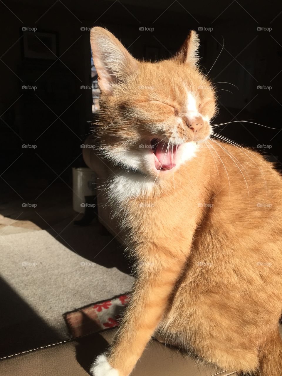 Yawning cat