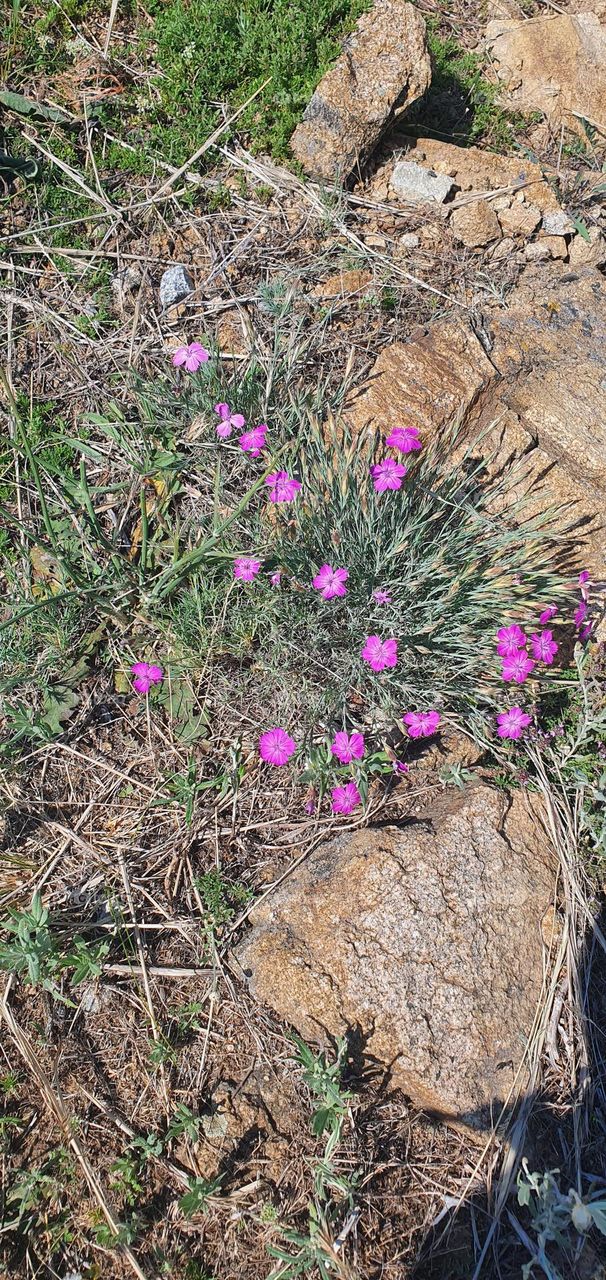 Pink flowers