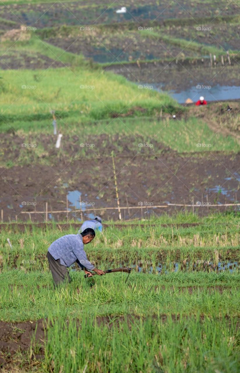 Farmers are plowing the fields in the morning