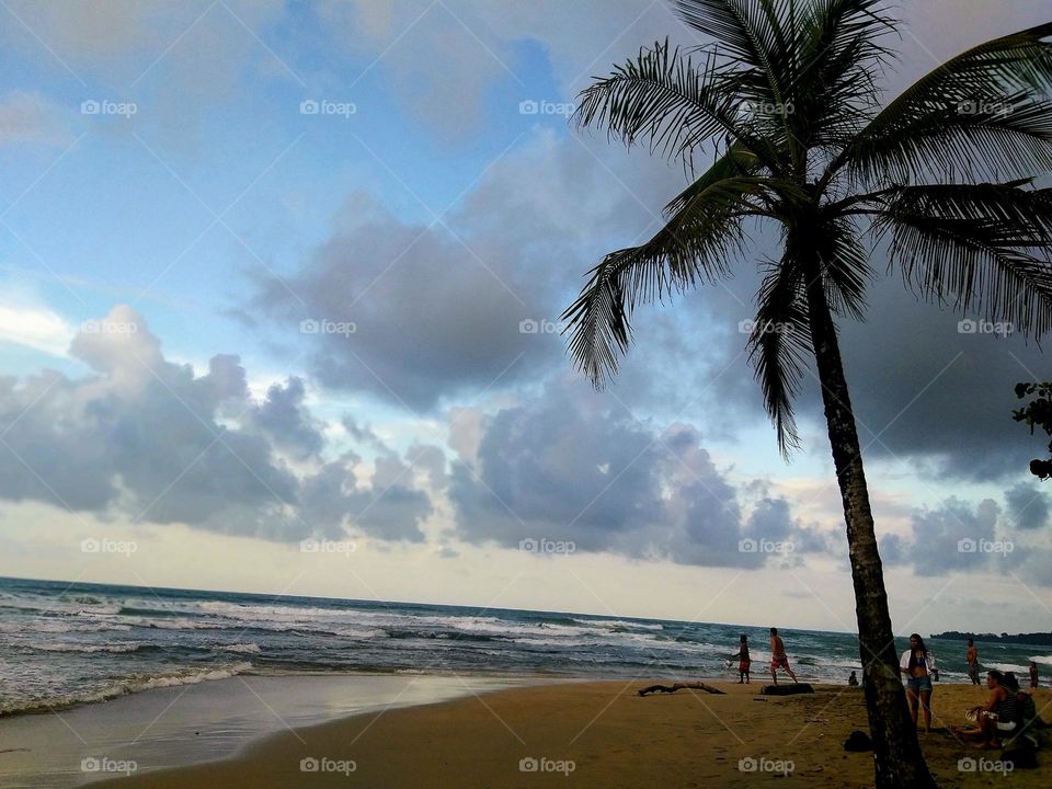 Palm, sand and water