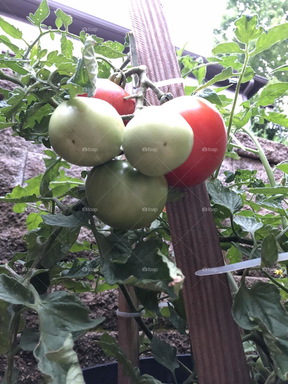 Better Boy Tomatoes