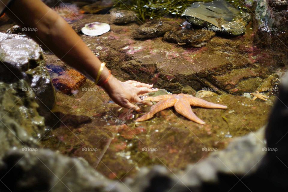 Tickling a starfish