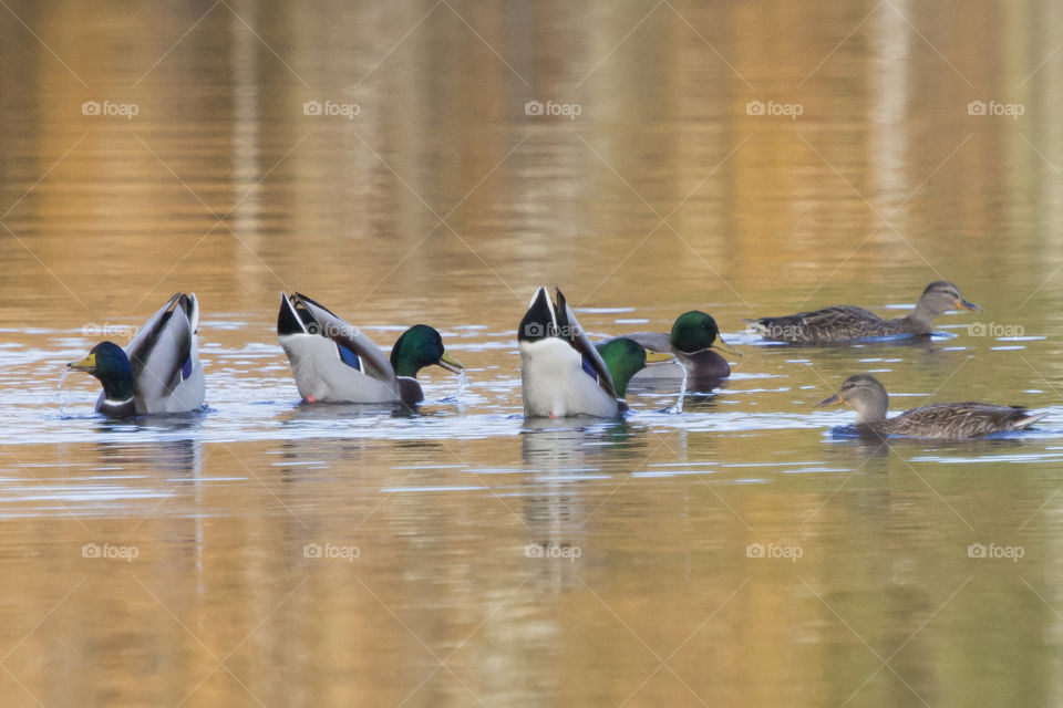 Mallard ducks swimming on lake