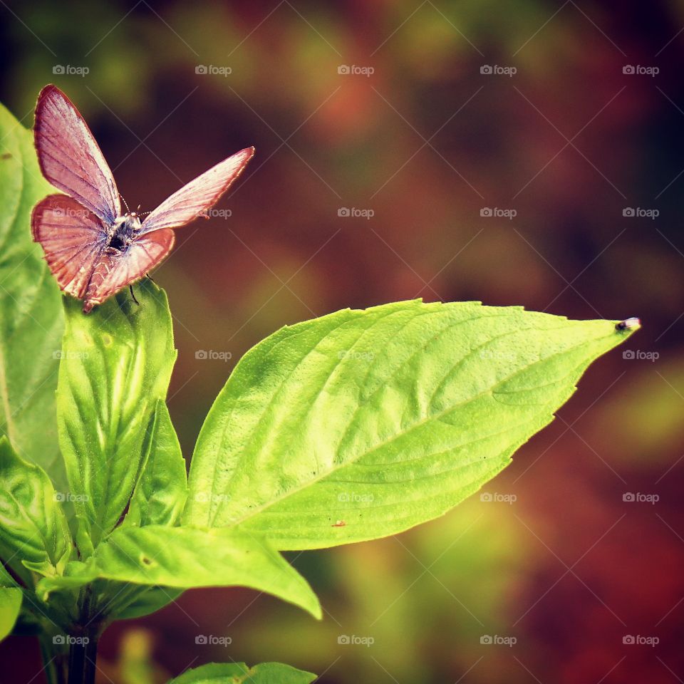 Butterfly Fly + Basil Leaves