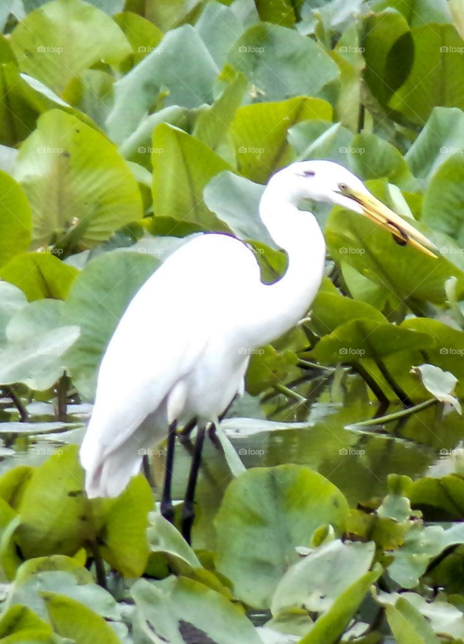 Heron in pond feeding