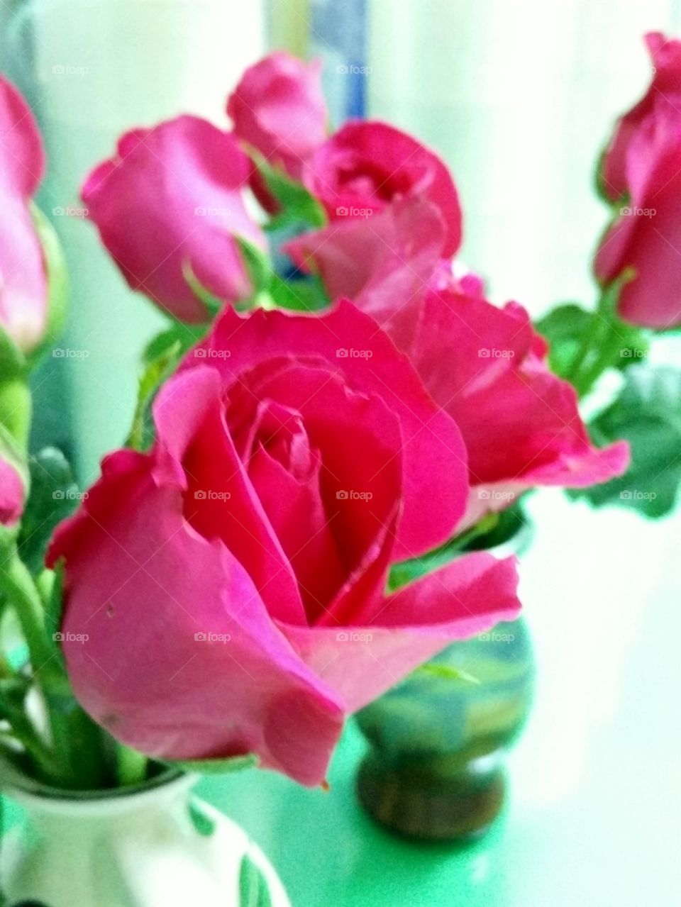 pink rose