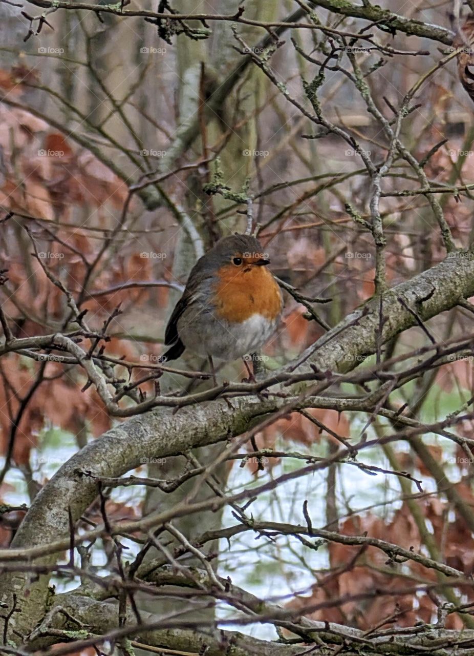 Roodborstje/ Robin