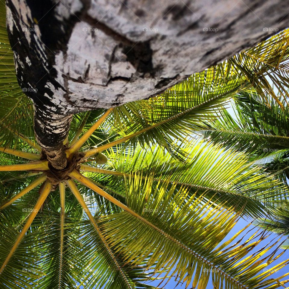 Palm Tree. Under a palm