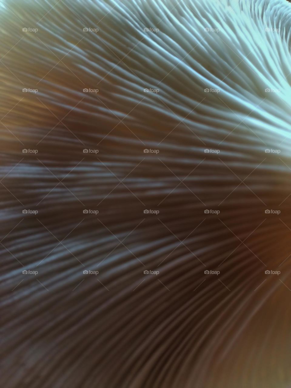 The bottom appearance or called lamella on the Pleurotus ostreatus mushroom, this mushroom is edible and tastes delicious