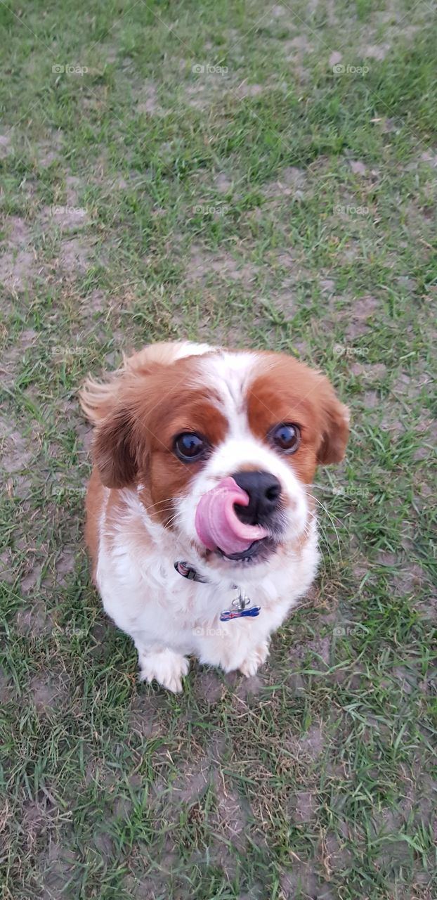 King charles cavalier licking his nose