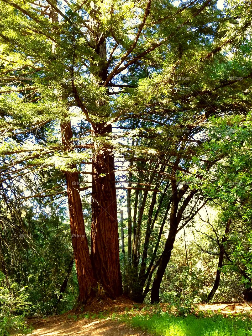 redwood tree fans