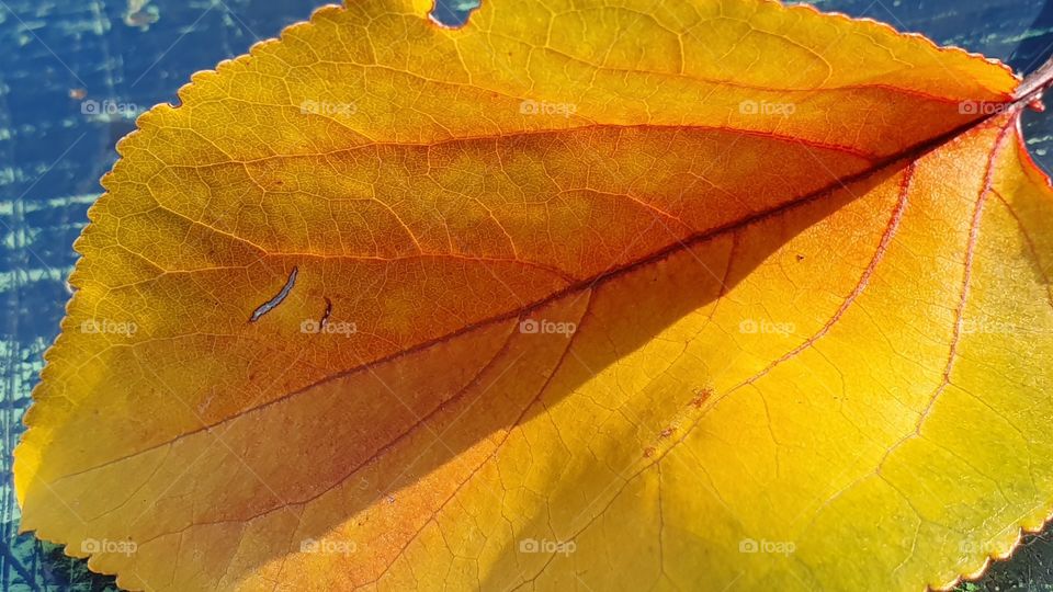 bright fall leaf yellow and red closeup