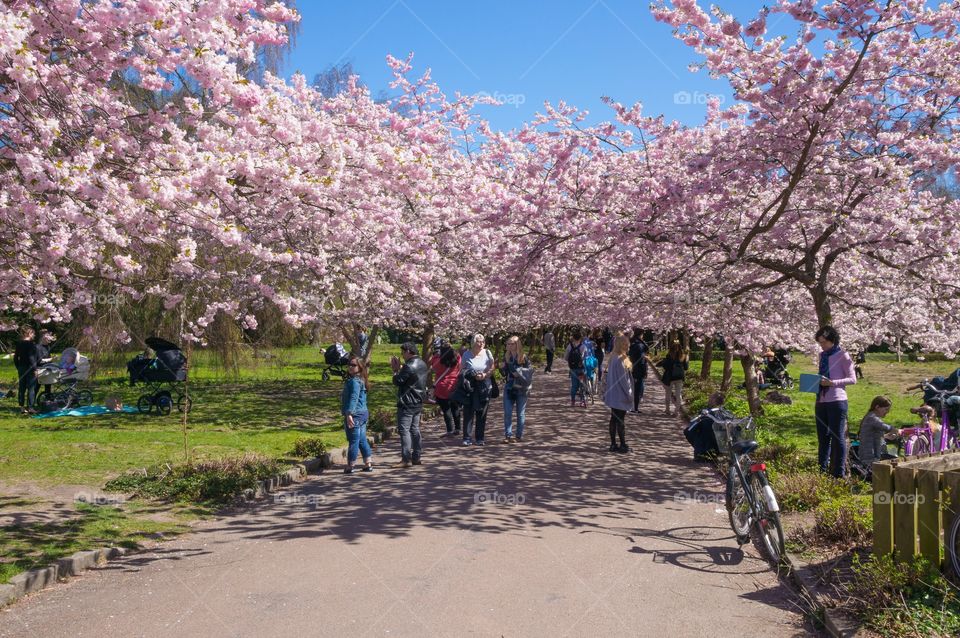 Pink park