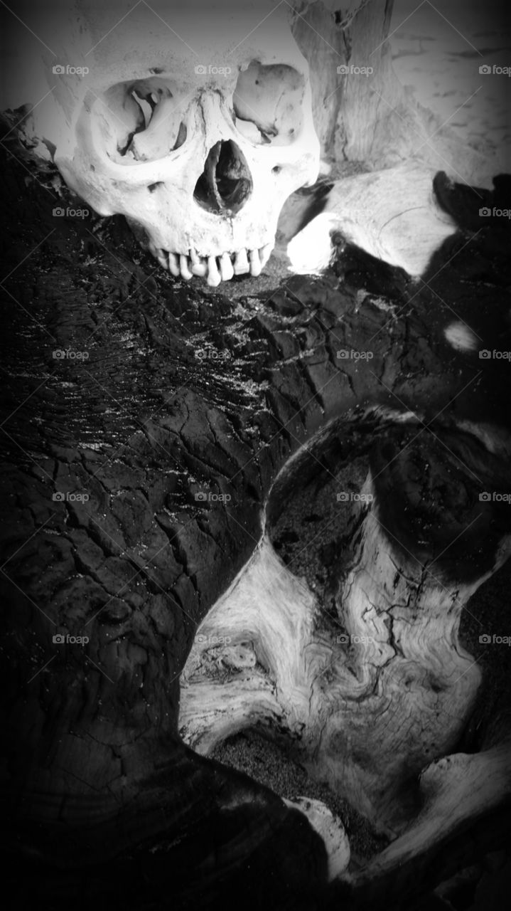 Human skull resting on driftwood.
