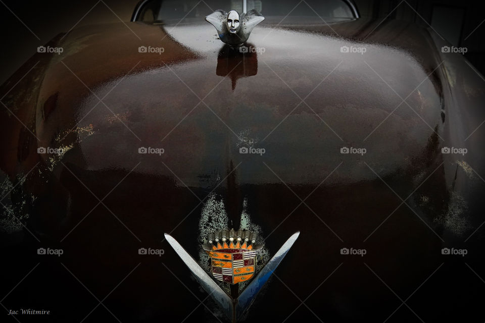 A classic Cadillac from the 1950's decays in a field, however the chrome hood ornament and the Cadillac crest have survived the harshness of time remarkably well