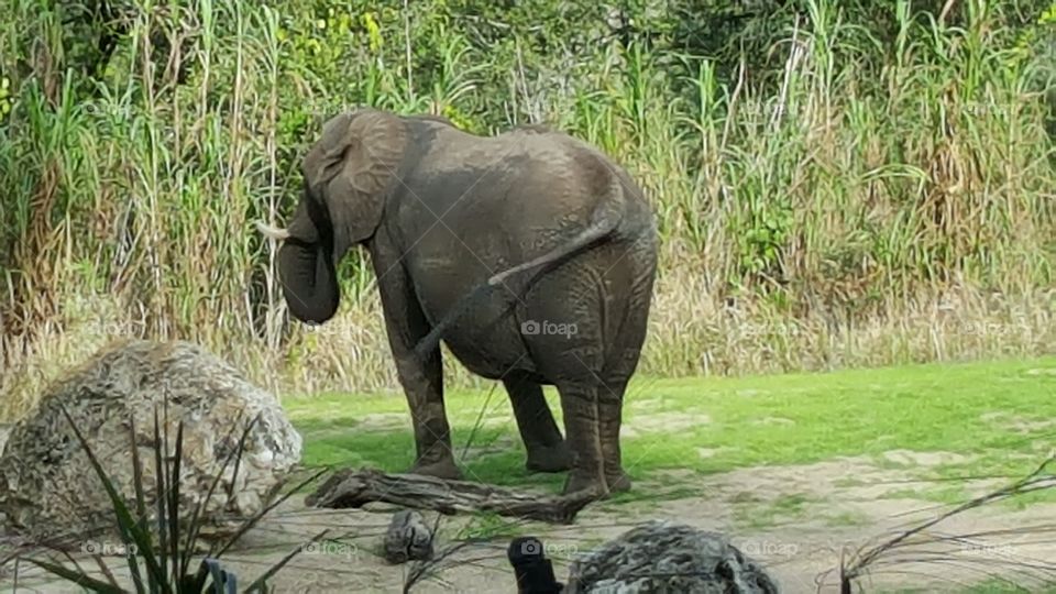 An elephant makes their way across the grassland at Animal Kingdom at the Walt Disney World Resort in Orlando, Florida.