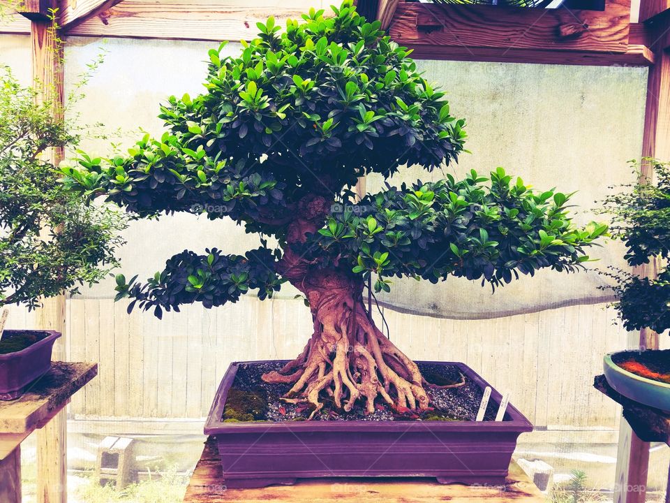 bonsai tree