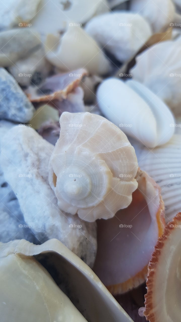 Incredible shell