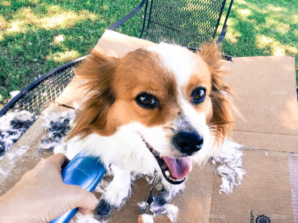 Happy Papillon puppy dog getting a haircut outside