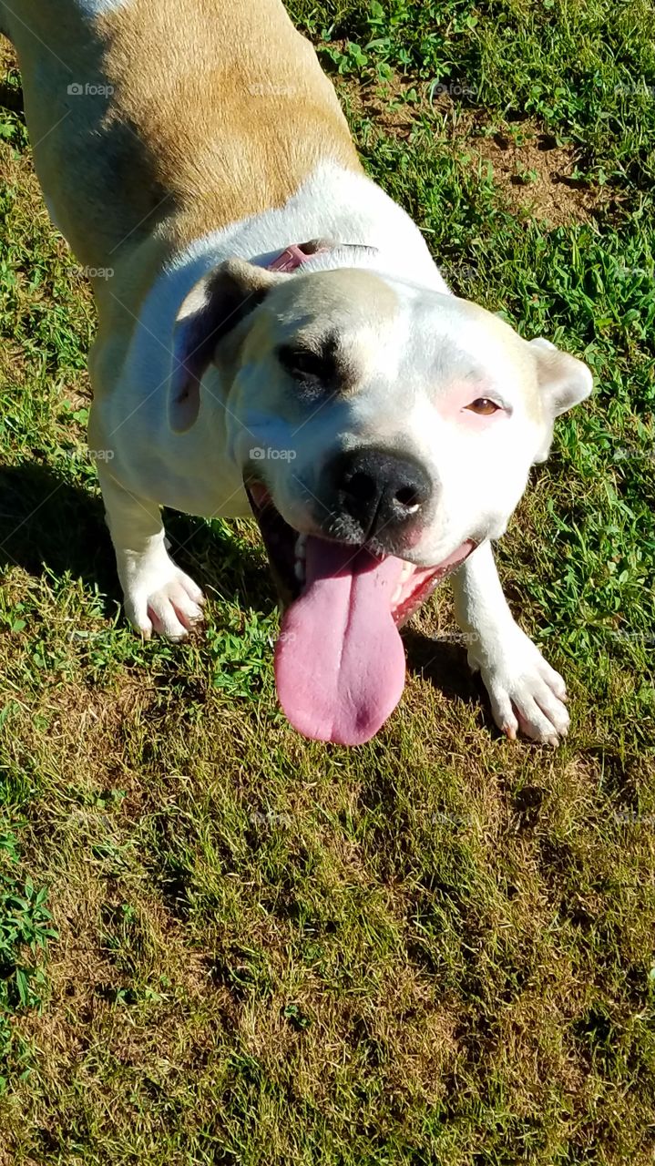 Pit bull Tongue
