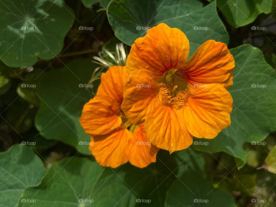 Garden Nasturtium