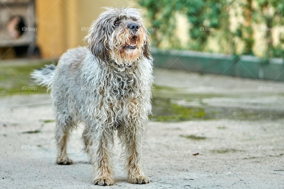 Portrait of dog