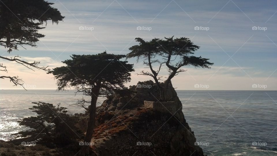 lone cypress