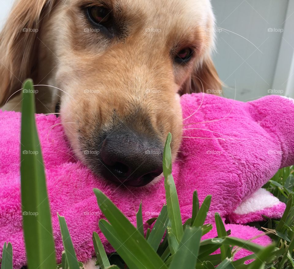 Pink chew toy for a cute golden retriever
