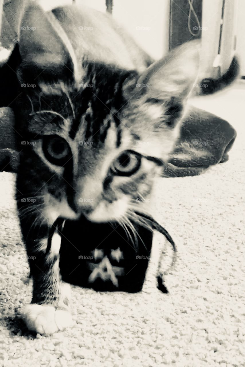 A cute kitten with a jewelry bag in its mouth