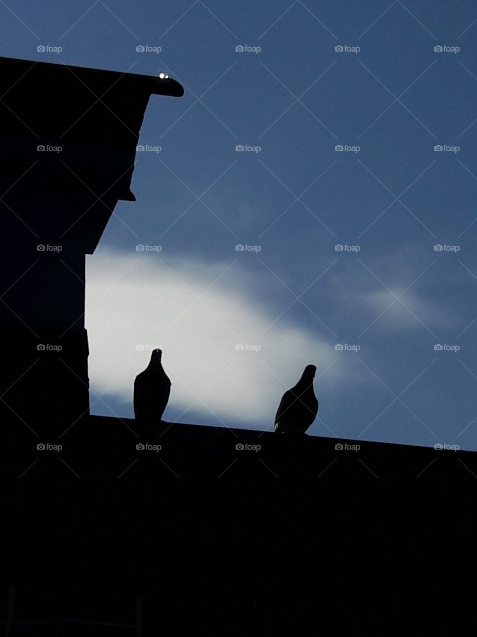 birds on the roof