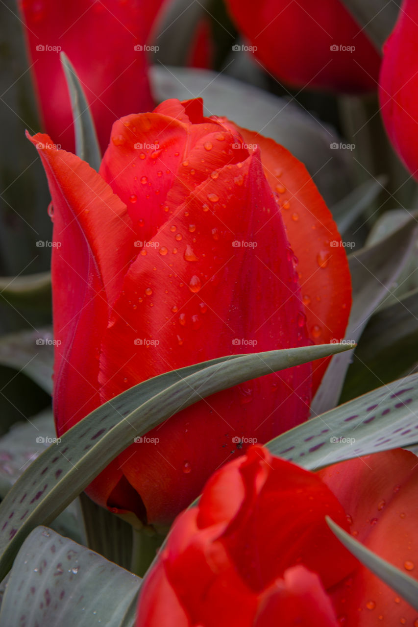 Red tulips 