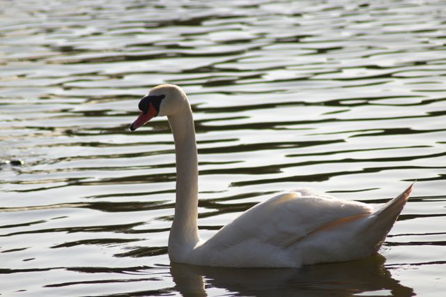 The Swan