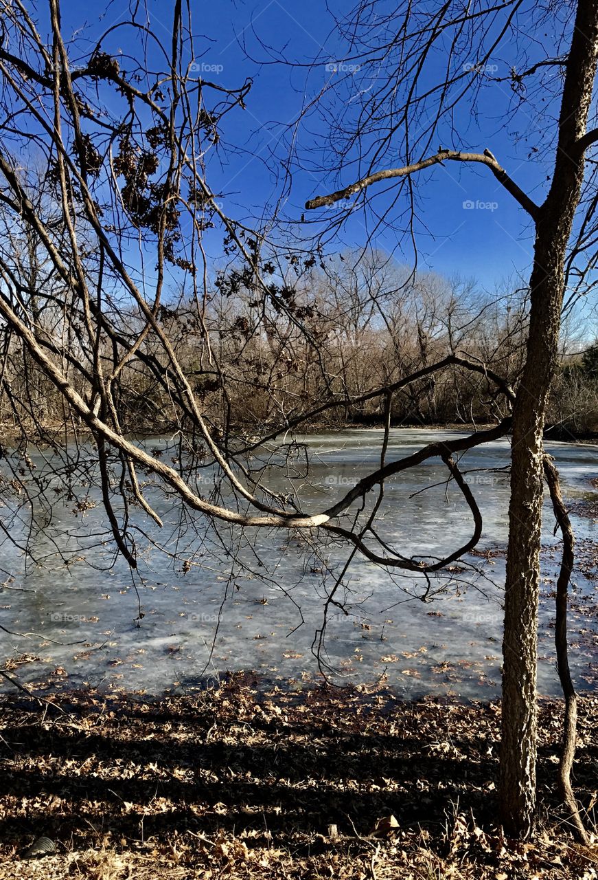 Winter Story, cold, winter, rural, frozen, ice, lake, sky, shore, thin ice, pond, water, melting, trees, tree line, brush, overgrown, brush, vines,